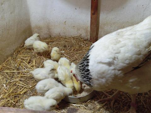 Sussex csibe kotlòssal Sussex csibe kotlòssal