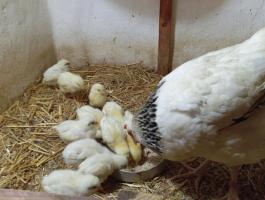 Sussex csibe kotlòssal