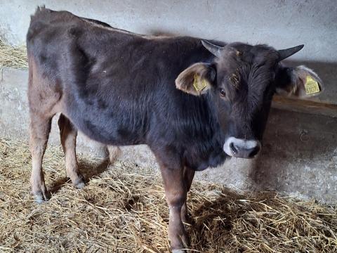 Eladó Kárpáti Borzderes bika Eladó Kárpáti Borzderes bika