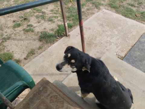 Terelőkutya Terelőkutya