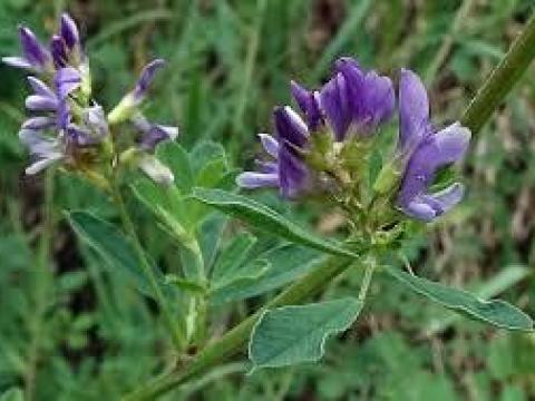 Expressz lucerna vetőmag Expressz lucerna vetőmag