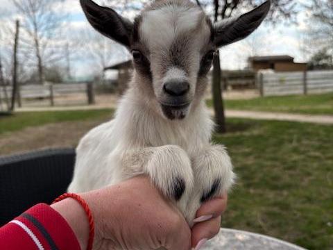 Holland törpekecskék eladók