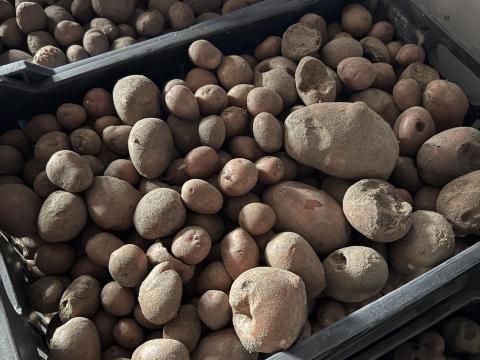 Takarmány burgonya nagy tételben eladó