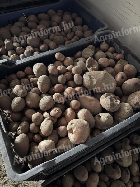 Takarmány burgonya nagy tételben eladó