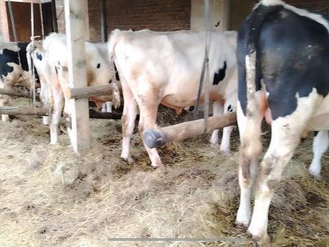 Eladó fríz bikák Vas megyében Eladó fríz bikák Vas megyében