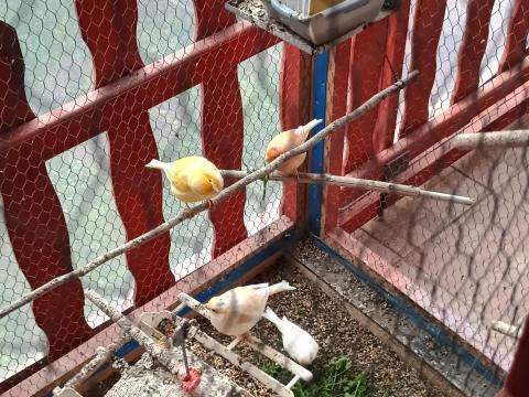 Kanárik eladók több színben Kanárik eladók több színben