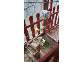 Kanárik eladók több színben