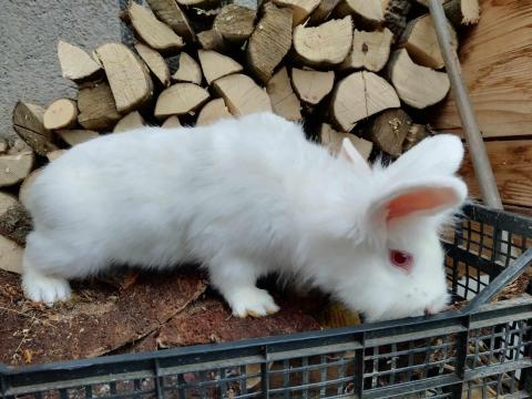 Keverék hajas nyuszi gazdit keres Keverék hajas nyuszi gazdit keres