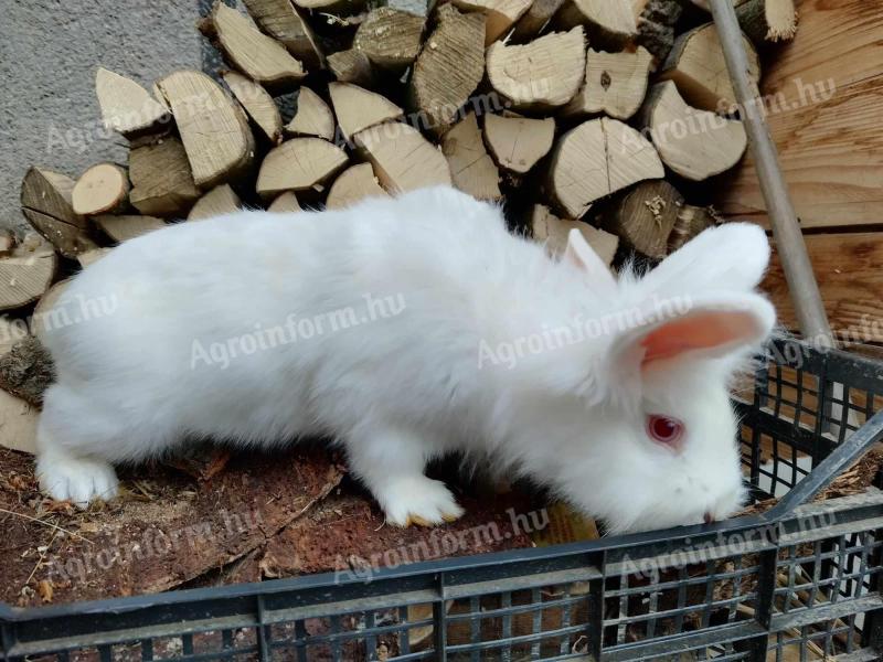 Keverék hajas nyuszi gazdit keres