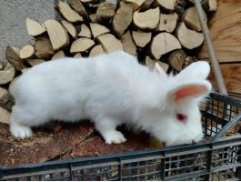 Keverék hajas nyuszi gazdit keres