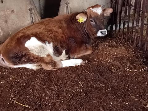 Borzderes üsző borjú