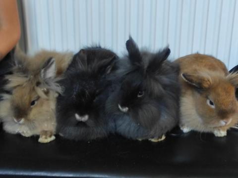 Oroszlánfejű törpenyuszik új gazdit keresnek Oroszlánfejű törpenyuszik új gazdit keresnek