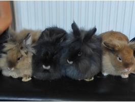 Oroszlánfejű törpenyuszik új gazdit keresnek