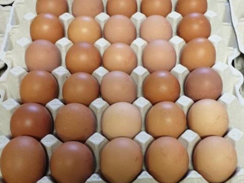 Friss étkezési tojás ELADÓ