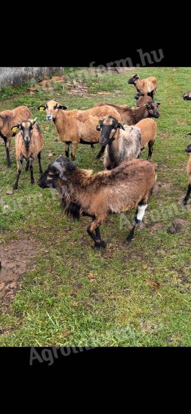 Kameruni kos bárány