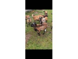 Kameruni kos bárány