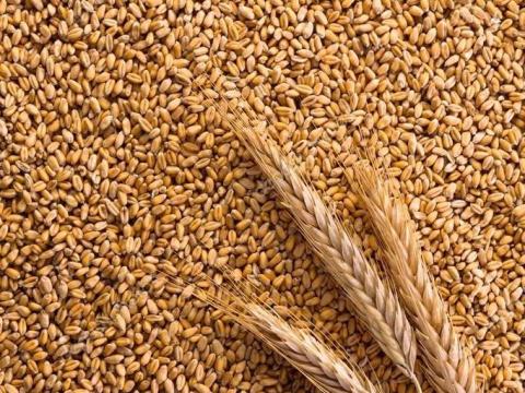 Búza Eladó Kaposmérő Búza Eladó Kaposmérő