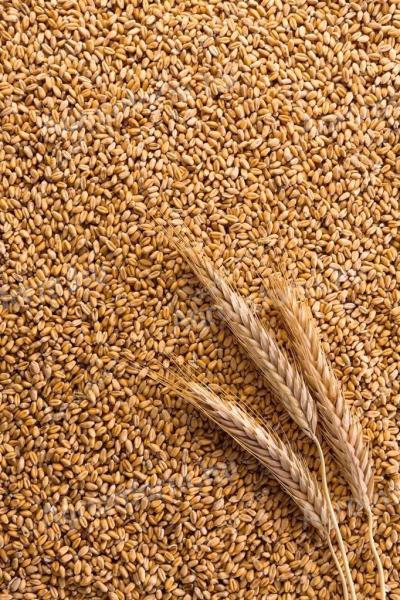 Búza Eladó Kaposmérő