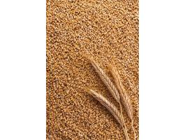 Búza Eladó Kaposmérő