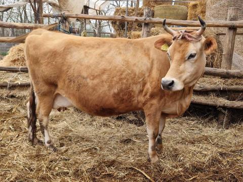 Eladó Jersey tehén Eladó Jersey tehén