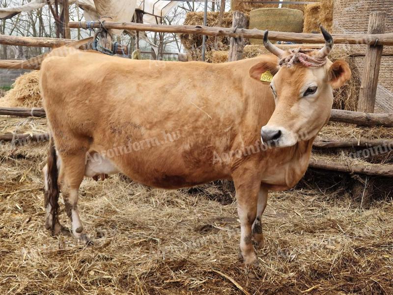 Eladó Jersey tehén