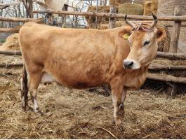 Eladó Jersey tehén