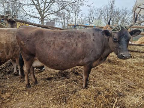 Eladó Jersey tehén Eladó Jersey tehén