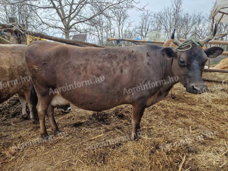 Eladó Jersey tehén