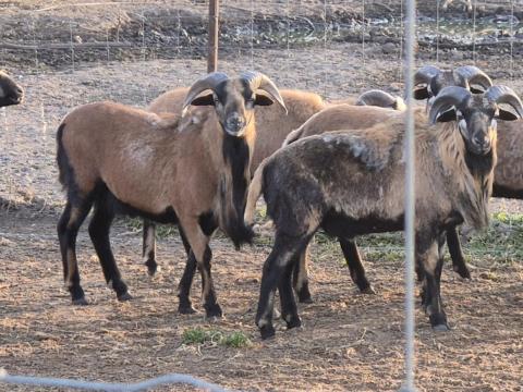 Kameruni kos eladó Kameruni kos eladó