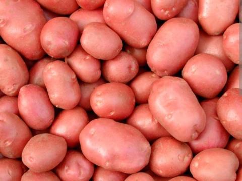 Vetőburgonya eladó országos kiszállítással