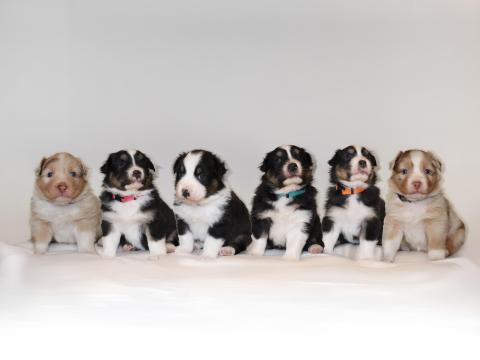 Ausztrál juhászkutya 