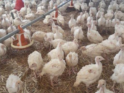 Előnevelt pulyka, 6 hetes