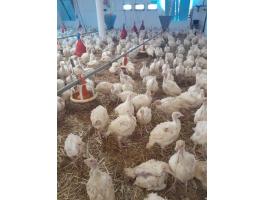 Előnevelt pulyka 6 hetes