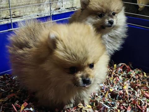 Pomerániai törpe spicc jellegű kiskutyák