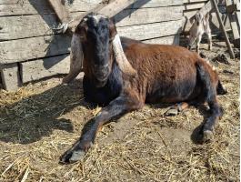 Eladó  A törzskönyves anglo-núbiai bakkecske