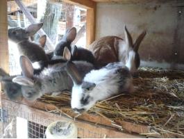 Eladó kis nyuszik vegyes ivarban és színekben