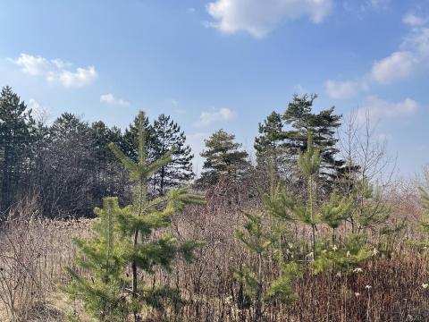 Jegyes és esküvői fotózás erdőben