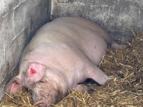 vemhes koca eladó tenyészetből.