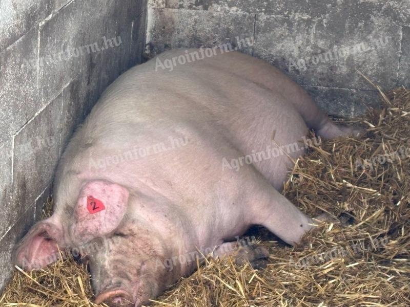 vemhes koca eladó tenyészetből.