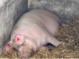 vemhes koca eladó tenyészetből.