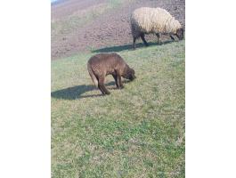 Eladó juh