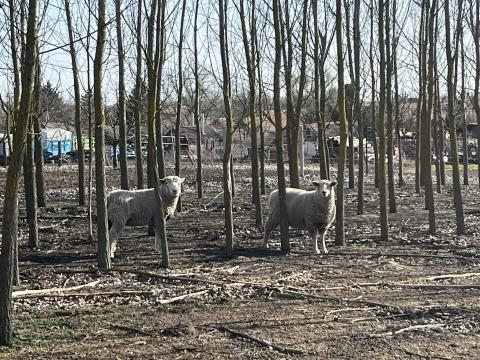 Kos és anyabirka eladó Kos és anyabirka eladó