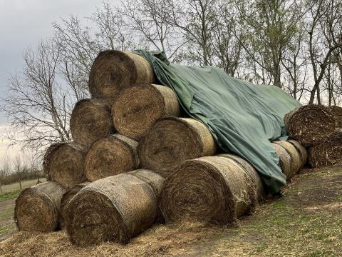Lucerna bála 150-es, 100 db eladó