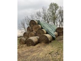 Lucerna bála 150-es, 100 db eladó