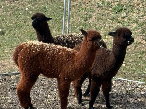 Nagyon aranyos alpakák elvihetők