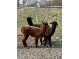 Nagyon aranyos alpakák elvihetők