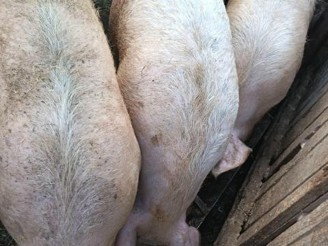 Süldők, hízók és anyakoca eladó