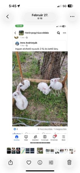 Oroszlánfejű törpe nyúl eladó Kerekegyházán