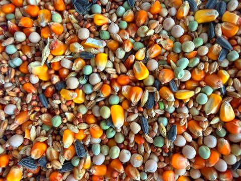 10 magos galambtakarmány bevezető áron 10 magos galambtakarmány bevezető áron