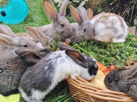 Kézszelíd kis nyuszik